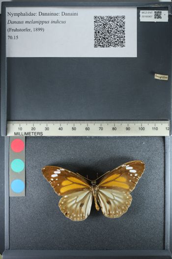 Media type: image;   Entomology 165907